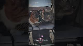 #cat #catlovers #fiamma #fiocca #gattini #catvideos #funnycat #haustiere #süß #tiere #animalelover