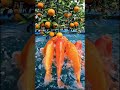 beautiful fish trying to eat orange #shortsfeed