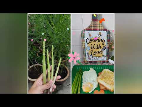 Video: Menumbuhkan Kacang Asparagus, Resep Dari Kacang Asparagus