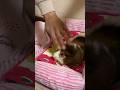 モルモットは慣れてるか慣れてないかでこんなにも違います #guineapig #モルモット #shorts #cavy