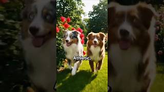 Top playful dog in the world #dog #pets #cuteanimals cuteanimals