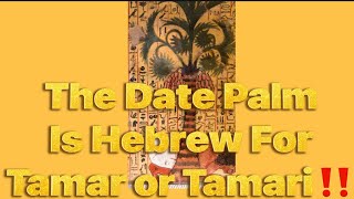 The Date Palm In Hebrew Is Tamar Or Tamari