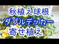 秋植え球根でダブルデッカーの【寄せ植え】チューリップとムスカリを入れて春まで２倍楽しめます！