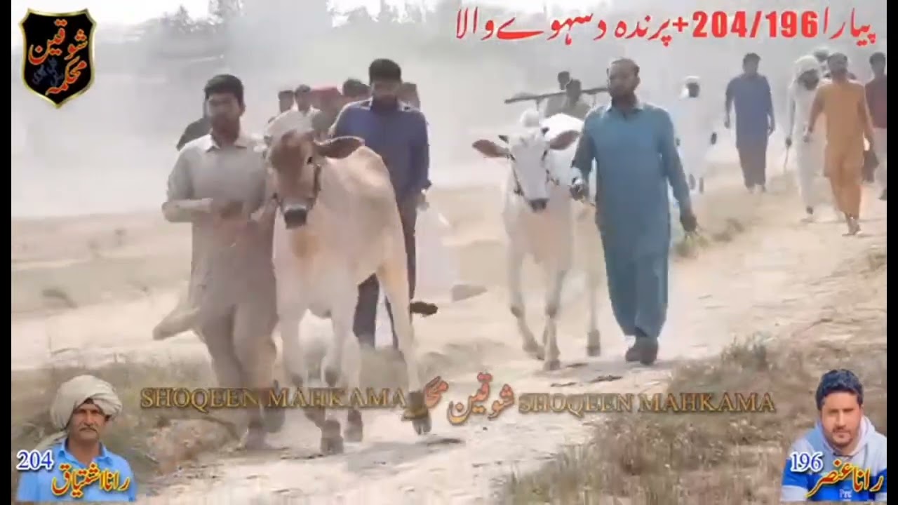 New bull race panjab 01 March 2026 district Faisalabad phari round ground 40 Chak styana 