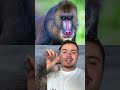 Qui gagnerait ce combat d’une rare violence entre ces 2 primates ? #mandrill #babouin #singe #animal