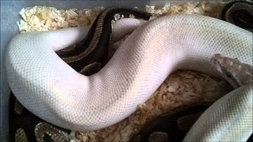 Ball Pythons Breeding Update 2015