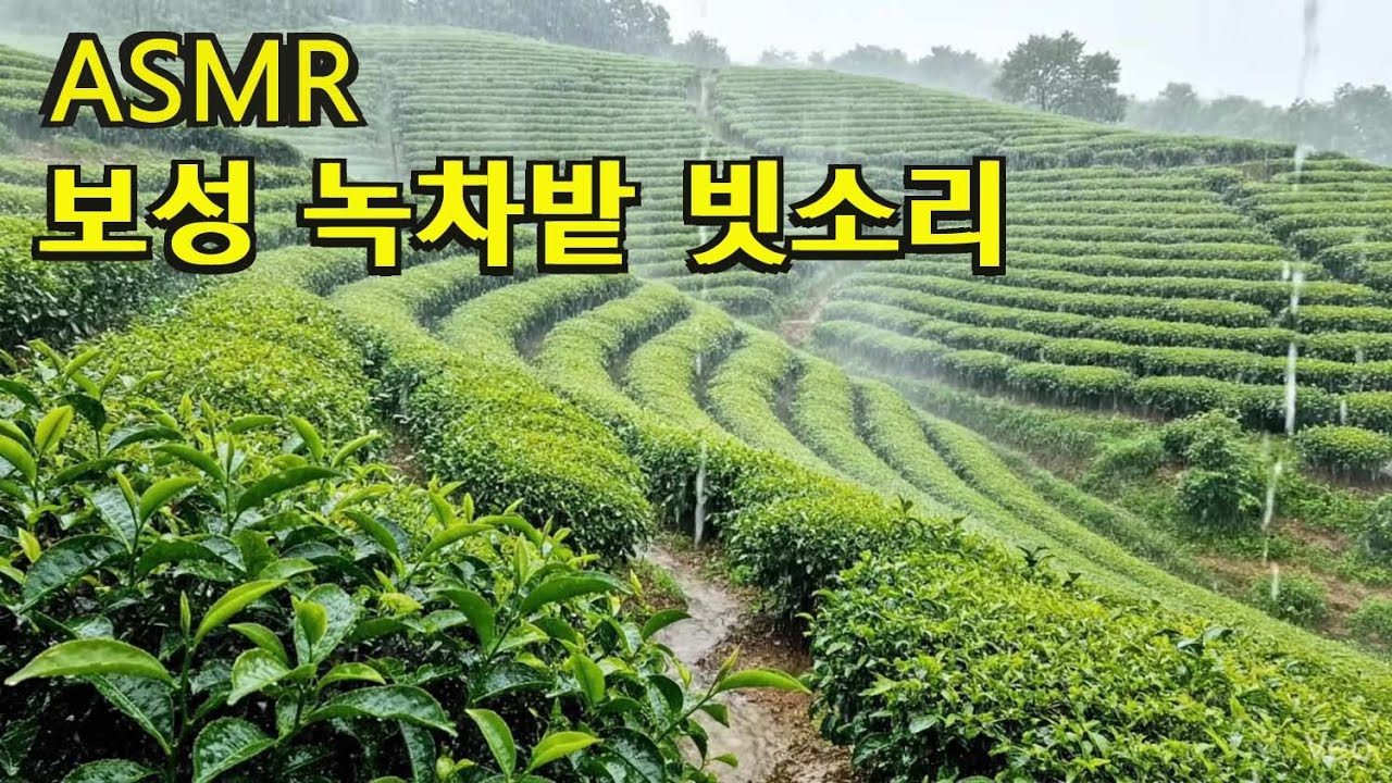 ASMR, 잠이 오는 영상, deep sleep rain,  백색소음, 힐링 영상, 불면증 치유, 빗소리, 폭우, the sound of rain, 보성 녹차밭 빗소리