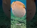 Pufferfish Wonders & Hidden Dangers 🐡
