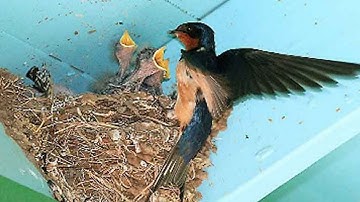 Barn swallow feeding their wild babies ...|| baby barn swallow . #birds #animals #hungry #nest
