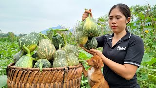 Harvesting Pumpkin Fields Goes To Market Sell - Plant Care Tran Thi Huong