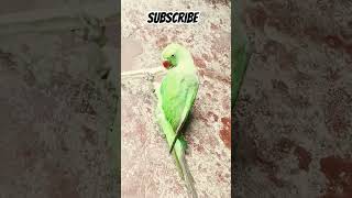 parrot Sound ? #parrot #parrotsounds #viral #greenparrot #parrotgreen #bird #talkingparrot