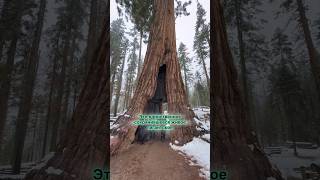 Гигантская секвойя-тоннель #сша #калифорния #секвойя #sequoia #tunnel #тоннель #гигант #йосемити