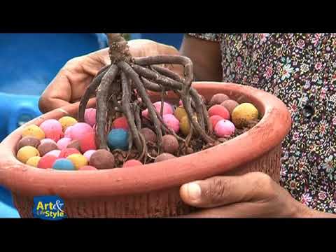 Video: Bustani Ya Chokoleti