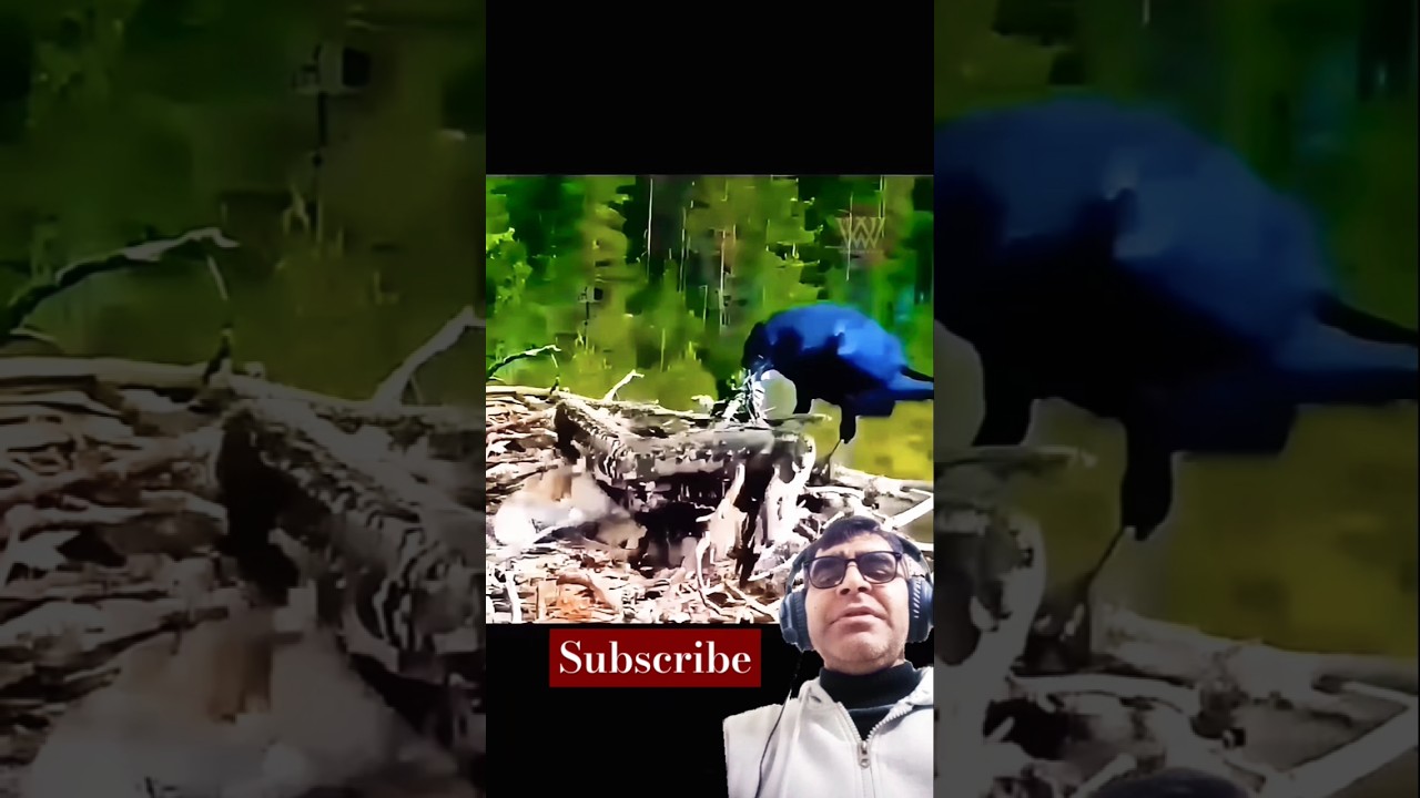 Stupid crow got itself into big trouble| #shorts #viralvideo #crow #eagles #crowlovers #wildlife
