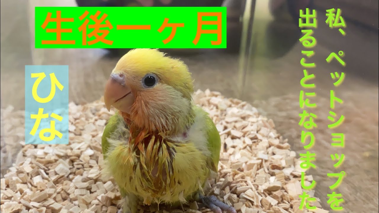 コザクラインコちゃんがやって来た 生後1か月の雛は癒し。