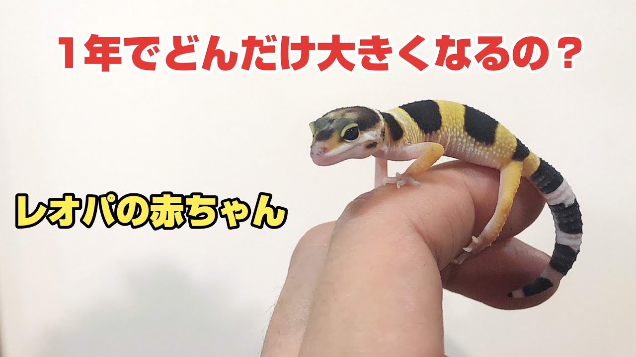 レオパは1年間でどれくらい成長するの？