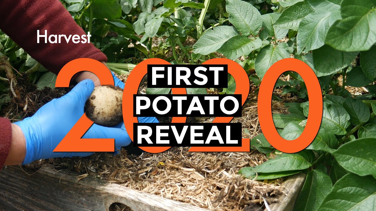 Potato Reveal and Taste Test | No Dig Potatoes Harvest (2020)