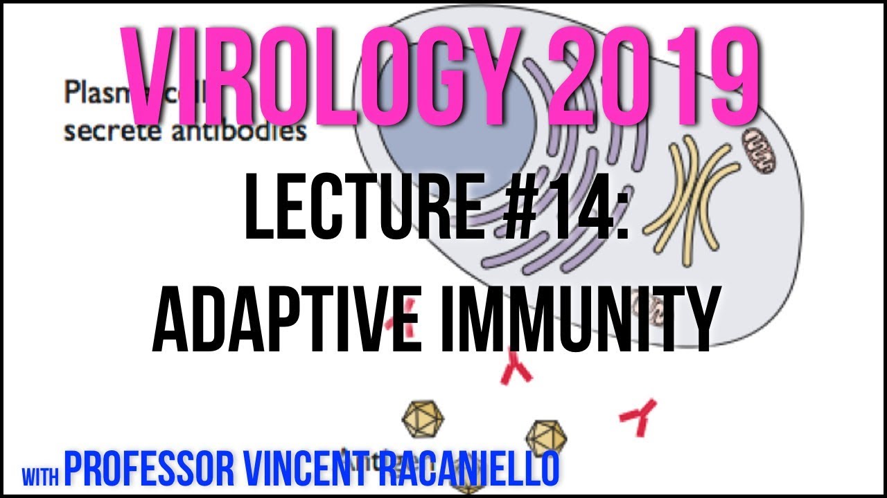 Virology Lectures 2019 #14: Adaptive Immunity