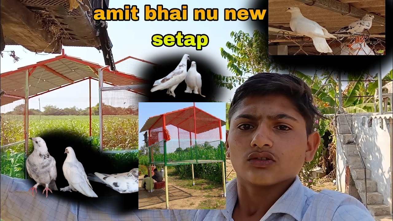 Amit bhai ye new setap banavyu#pigeon home #kabutar nu ghar #lifestyle #kabootarloft05 #villagevlog 