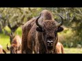 Tracking Europe's Most Southerly Population of Bison