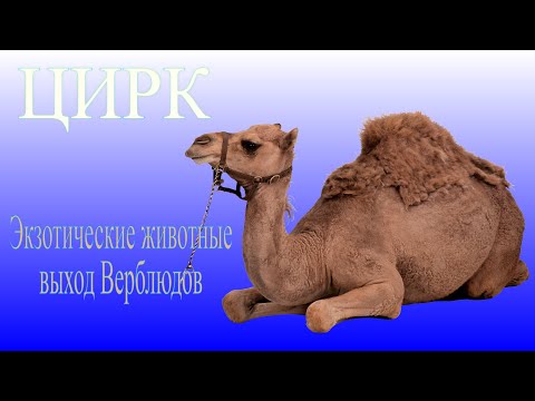 Экзотические животные - выход Верблюдов / Exotic animals