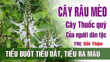 Cây râu mèo Trị sỏi thận, tiểu buốt, tiểu dắt , tiểu đường phù thũng
