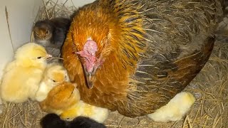 Most beautiful hen hatched chicks today | 8 chicks have hatched