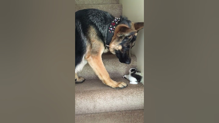 Dog Helps Carry Foster Kitten Upstairs! #Cats #Dogs #Kittens #babyanimals