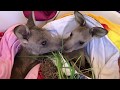 Two Kangaroo Joeys meet for the first time. Too cute!