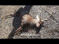 「シカを深追いして野宿」自給自足のサバイバル狩猟2017＃２