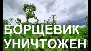 Как уничтожить Борщевик на вашем участке. Показываю объект и фото. Тел 89111418147.