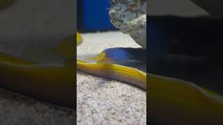 Красивые океанические рыбки. #fishing #fish #oceanparadise #animalstory #nature