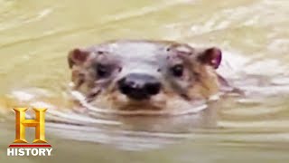 アラスカのカワウソ人間「クシュタカ」の謎【アラスカの恐怖・魔の三角地帯】 1/4