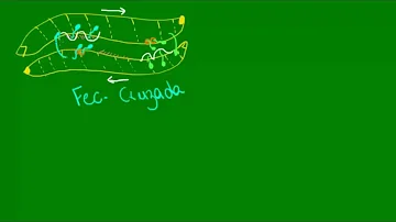 O que é como se forma o clitelo?