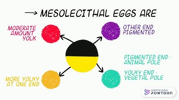 Mesolecithal eggs