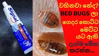 මකන සමපරණයන පලනය කරම Bed Bugs Permanently Home Remady Magic Ingredient