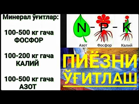 Video: Uzumni Yuqori Kiyinish: Mineral O'g'itlar Va Boshqalar. Bahorda Qanday Urug'lantirish Va Noyabrda Qanday Boqish Kerak? Yalpizli Davolanish