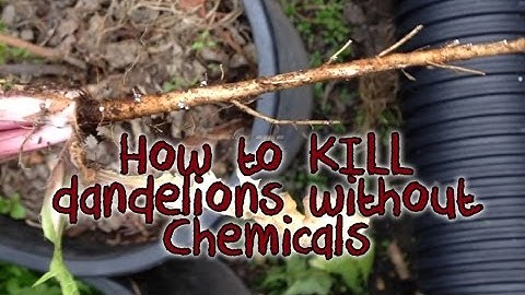How to kill dandelions without chemicals - the proper way