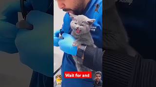 FUNNY cat reaction #youtubeshorts #vralvideo