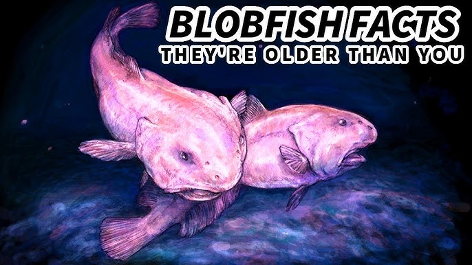 AGILA - Does blobfish sound familiar to you? 🐟 You may