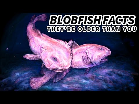 TikTok Wants You To Know That Blobfish Are Not Actually Ugly