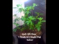 Outdoor grow 2012 kush chronicles 1 update