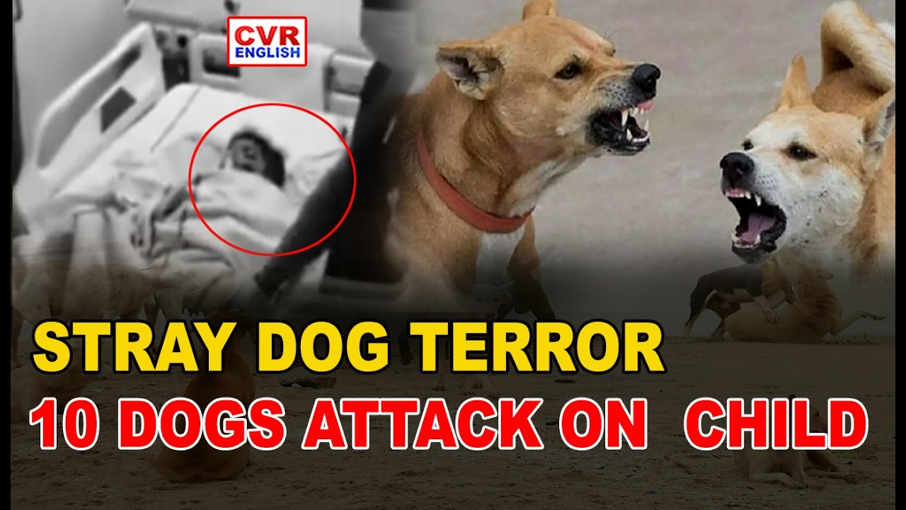 Fear Grips Hyderabad Residents After Brutal Stray Dog Attack On Child ...