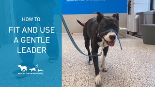 How to fit and use a Gentle Leader/head collar