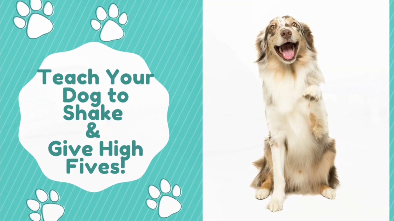 Teach Your Dog to Shake & High Five YouTube