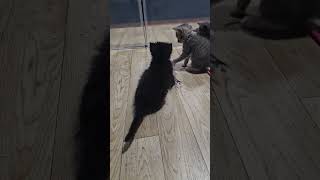Can&#39;t Handle the Cuteness: Kittens Hugging Compilation
