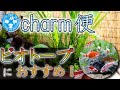 【charm便開封】ショックの金魚ガチャとおすすめビオトープ用品【アクアリウム／金魚】