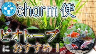 【charm便開封】ショックの金魚ガチャとおすすめビオトープ用品【アクアリウム／金魚】