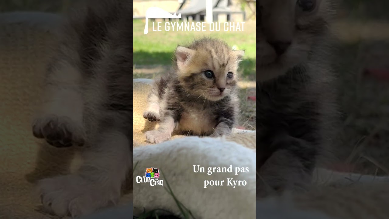 LE CLUB DES CINQ : Kyro pour la première fois de sa vie, va dans le jardin