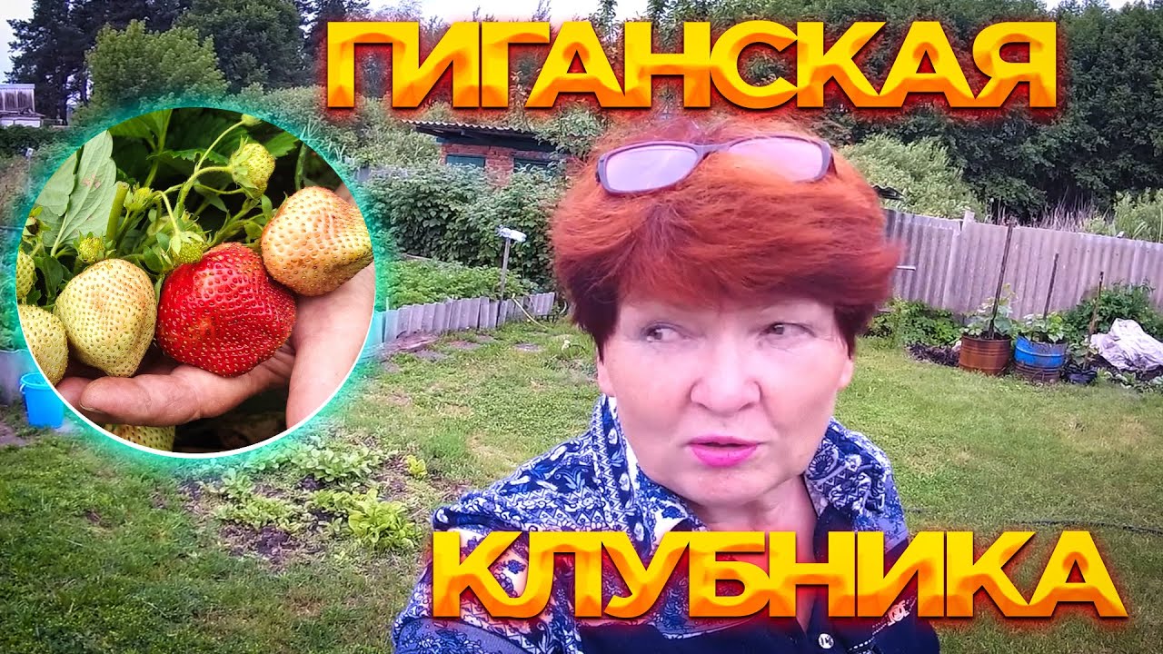 Всё так и прёт ,девать не куда ягоду!!Смотрим до конца!готовим ужин ...